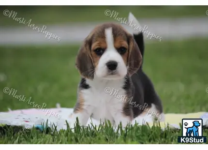 Beagle puppy for sale: a beagle dog sitting in the grass