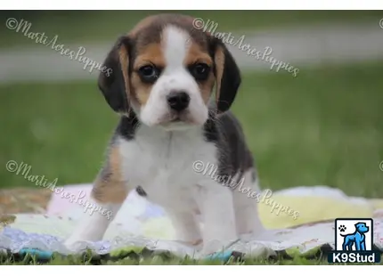 Beagle puppy for sale: a beagle dog sitting on a blanket