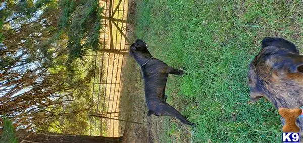 Cane Corso stud dog