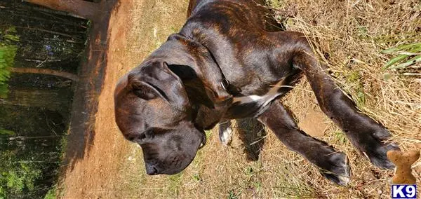 Cane Corso stud dog