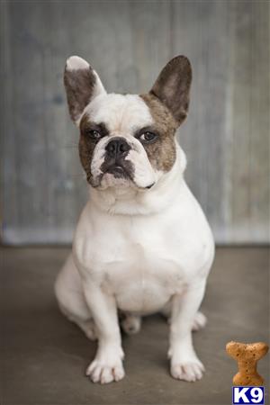 a french bulldog dog sitting looking at the camera