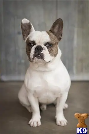 French Bulldog stud dog