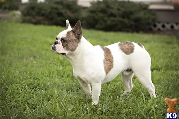 French Bulldog stud dog