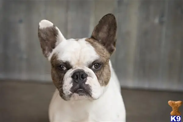 French Bulldog stud dog