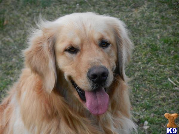a golden retriever dog with its tongue out
