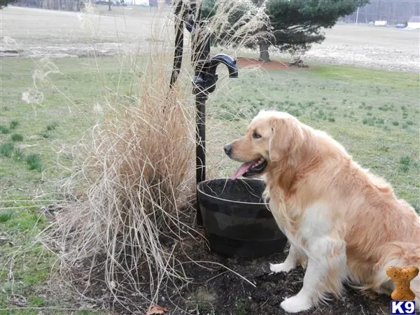 Golden Retriever stud dog