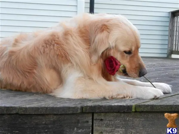 Golden Retriever stud dog