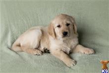golden retriever puppy posted by martinsgoldens