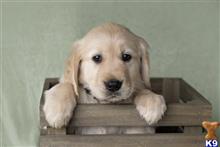golden retriever puppy posted by martinsgoldens