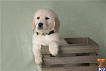 golden retriever puppy posted by martinsgoldens