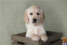 golden retriever puppy posted by martinsgoldens