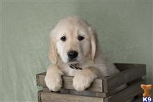 golden retriever puppy posted by martinsgoldens