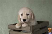golden retriever puppy posted by martinsgoldens