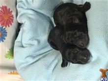 labrador retriever puppy posted by marty95