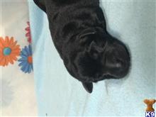 labrador retriever puppy posted by marty95