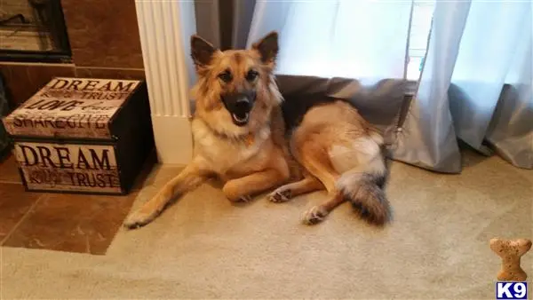 German Shepherd female dog