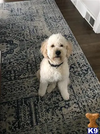 Goldendoodles stud dog