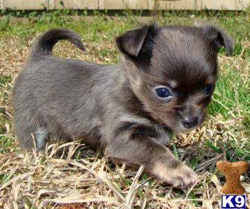 puppies for sale oklahoma chihuahua puppies for sale in oklahoma puppies for sale oklahoma chihuahua puppies for sale in oklahoma
