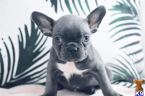 French Bulldog puppy for sale