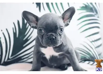 French Bulldog