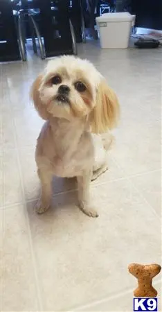 Shih Tzu stud dog