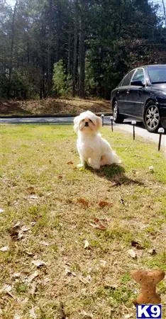 Shih Tzu stud dog