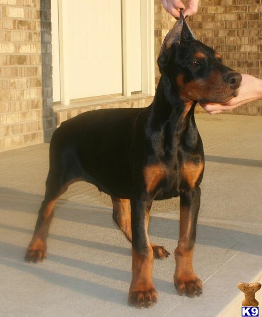 doberman pinscher puppies for sale with ears cropped