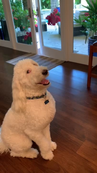 Labradoodle stud dog video