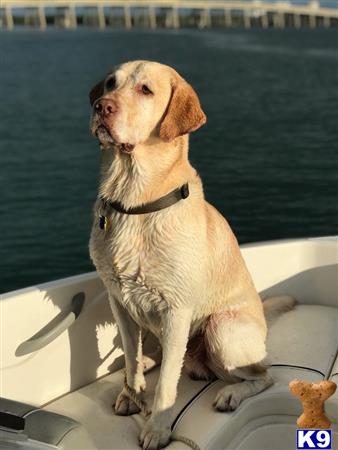 Labrador Retriever stud dog