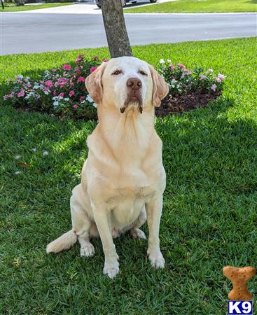 Labrador Retriever