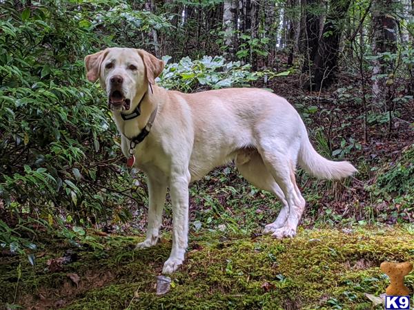 Labrador Retriever stud dog