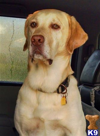 Labrador Retriever stud dog