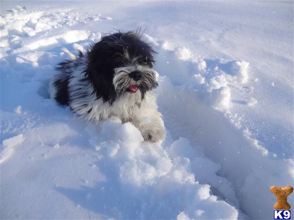 havanese shedding havanese puppy for sale maltipoos non shedding 5 yr health guarant 5 years havanese shedding havanese puppy for sale maltipoos non shedding 5 yr health guarant 5 years