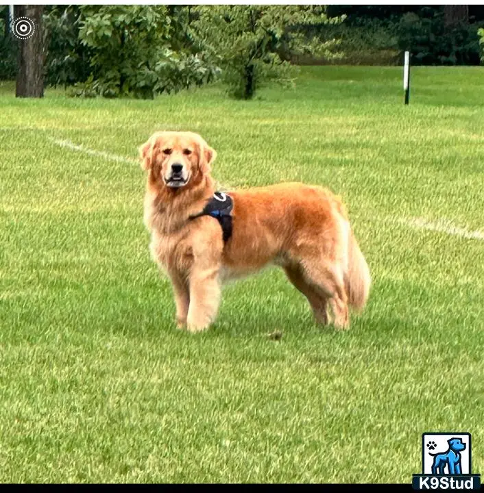 Golden Retriever stud dog