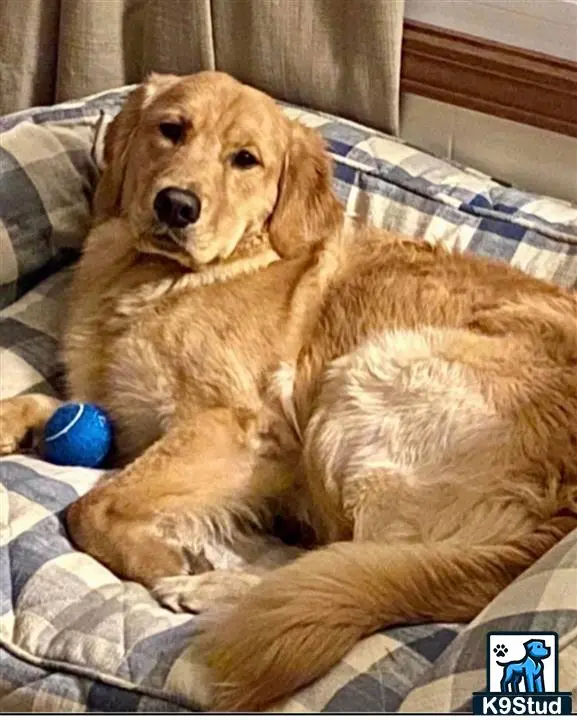 Golden Retriever stud dog