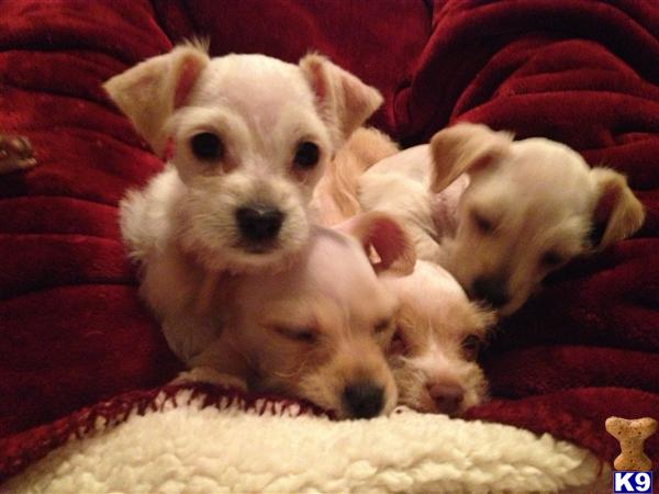 chizer puppies pictures of chizer breeds picture chizer puppies pictures of chizer breeds picture