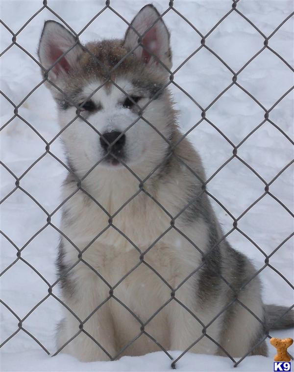 Alaskan Malamute