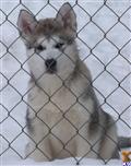 alaskan malamute puppy posted by masasyu