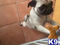 pug puppy posted by mascotas110