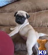 pug puppy posted by masertyuim