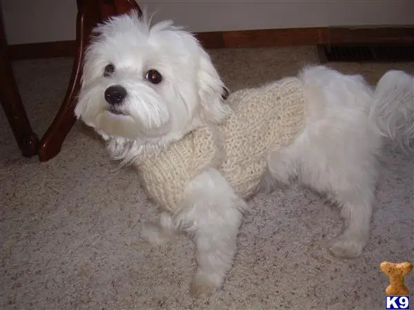 Maltese