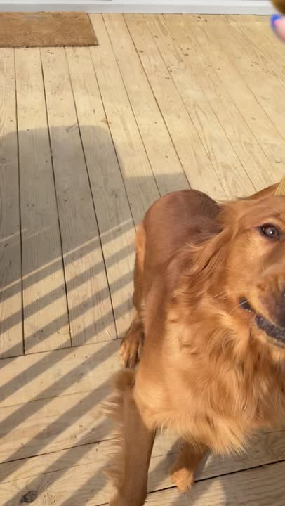 Golden Retriever stud dog