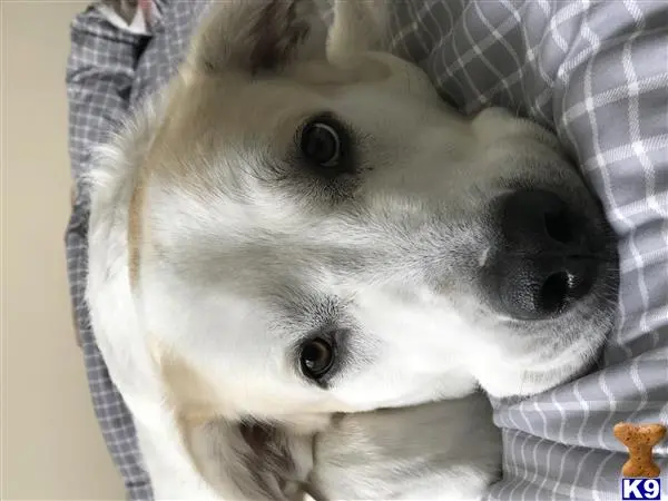 Great Pyrenees stud dog