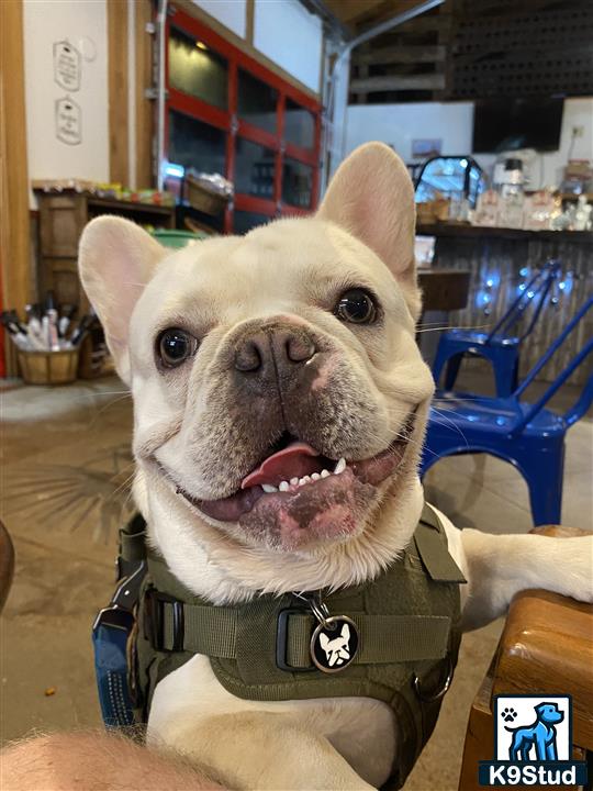 a french bulldog dog wearing a backpack