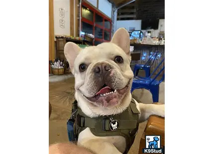 a french bulldog dog wearing a backpack