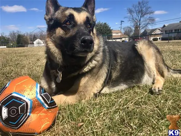 German Shepherd stud dog