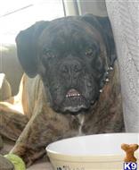Deoghi available Boxer puppy located in SHORELINE