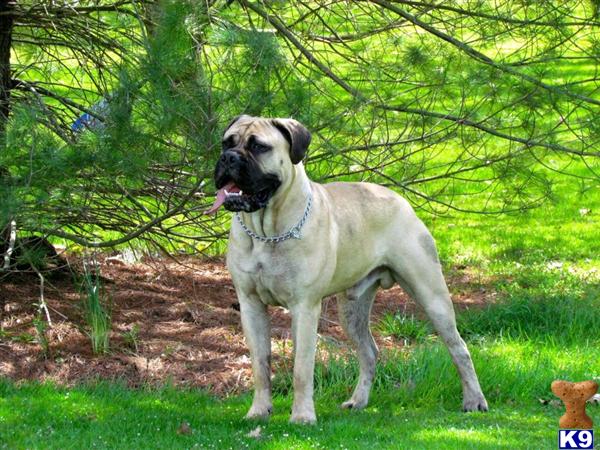 Bullmastiff stud dog