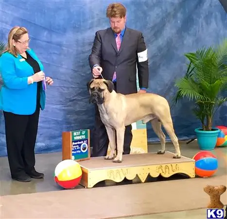 Bullmastiff stud dog