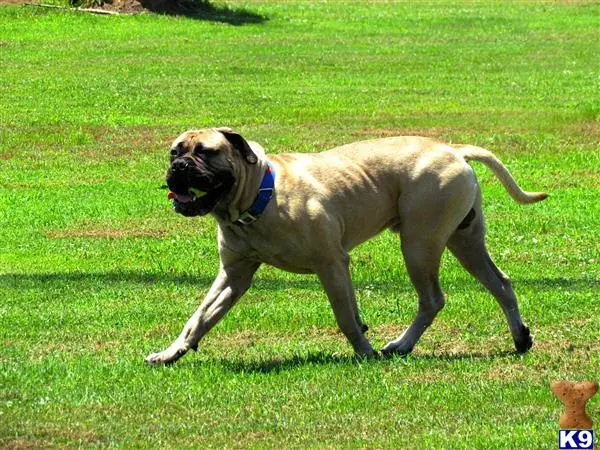 Bullmastiff stud dog